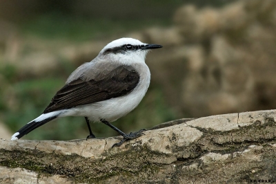 LAVANDERA ENMASCARADA (Fluvicola nengeta) - Jardin Botànico de Rìo de Janeiro -BRASIL (Julio 2019)